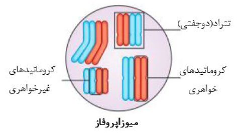 شواهد و مبنای تئوری کروموزومی وراثت