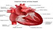 مدلسازی سیستم گردش خون در شریانها با استفاده از متد المان محدود