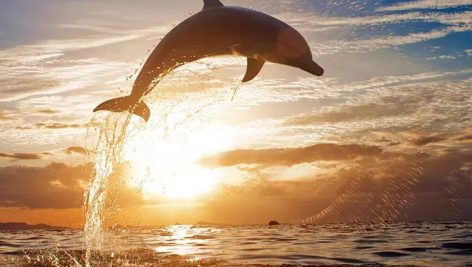 تحقیق در مورد دلفین و تکامل آنها